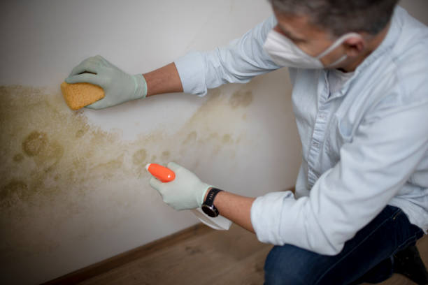 Best Toxic Mold Removal  in New Stanton, PA