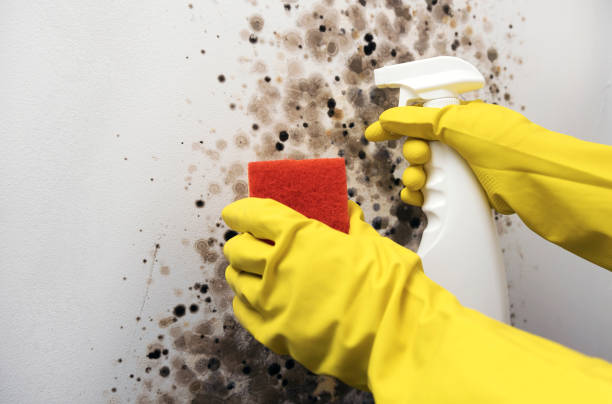 Trusted New Stanton, PA Mold Removal Experts