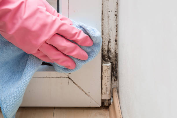 Best Commercial Mold Removal  in New Stanton, PA