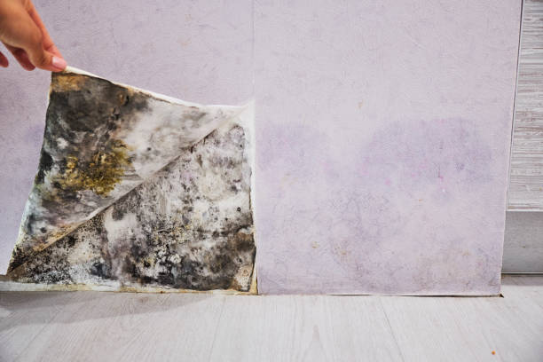 Best Emergency Mold Removal  in New Stanton, PA